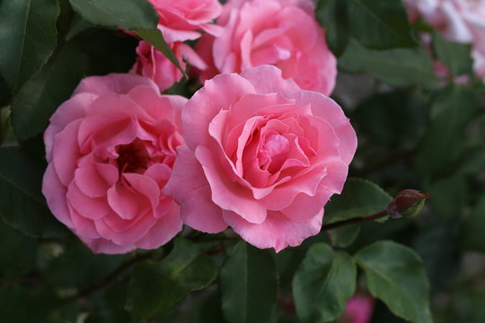 Flowers / Beautiful roses in the garden