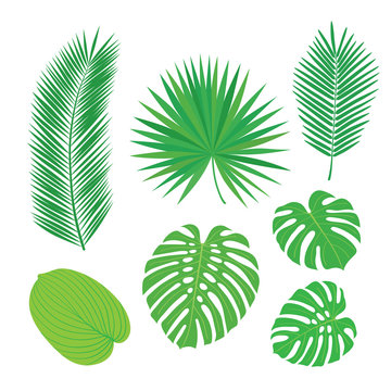 Set of tropical leaves. Sketch, design elements. Vector illustration