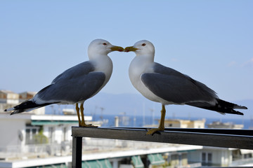 Obraz premium Zoology, Birds