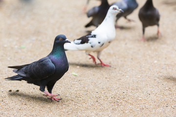 Obraz premium Czarny gołąb i biały gołąb na ulicy