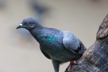 Lateral portrait of a dove