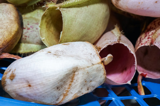 close up view of tropical picther plant