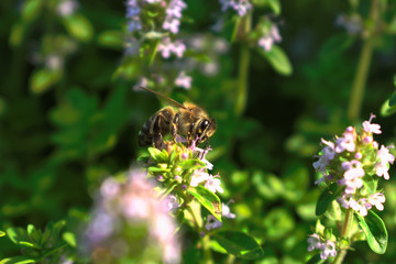 Closeup of a bee on a flower