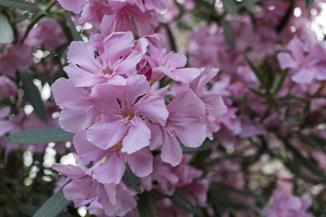 Nerium oleander