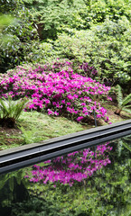 Purple Azalea and Reflection
