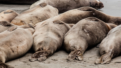 Elephant Seals - 162036547