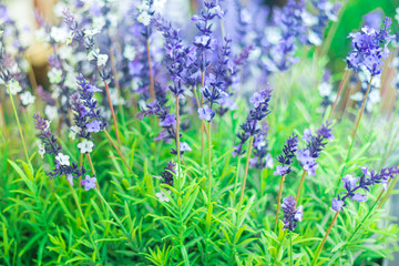 Growing lavender flower In a field at sunset. Lavender flower with shallow depth of field