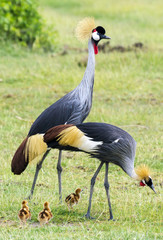 Colorful crane with family on savanna in Amboseli  © Vladimira