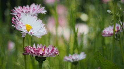 White and pink daisies in the garden. © trampolinak