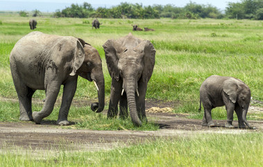 Elephant family with young