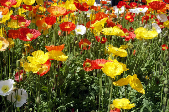 islandmohn