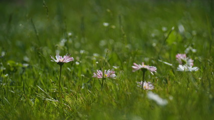 White and pink daisies growing in the green grass.