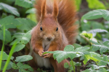 Squirrel in the forest