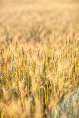 Agricultural Background with Ripe golden rays of the low sun backlight. Rural scene with limited depth of field.