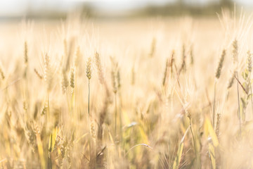 Agricultural Background with Ripe golden rays of the low sun backlight. Rural scene with limited depth of field.