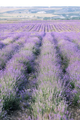 Fototapeta na wymiar Blooming Lavender Field
