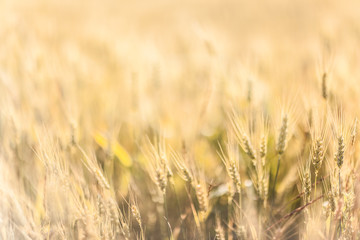 Obraz premium Agricultural Background with Ripe golden rays of the low sun backlight. Rural scene with limited depth of field.