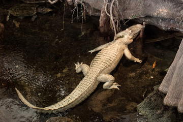 Weißes Krokodil - 162037903