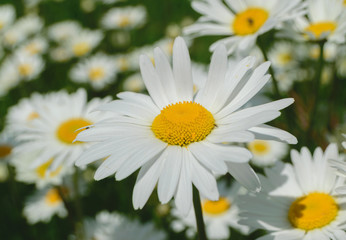 Fototapeta na wymiar White wild daisies on a green meadow