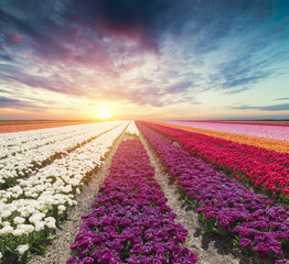 Landscape with tulips, traditional dutch windmills and houses near the canal in Zaanse Schans, Netherlands, Europe