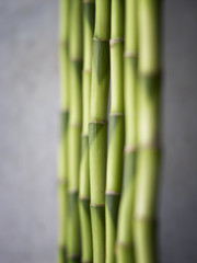 A row of bamboo