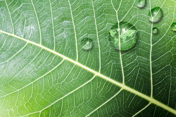 Think green concept of world map in water drop on fresh green leaf texture background