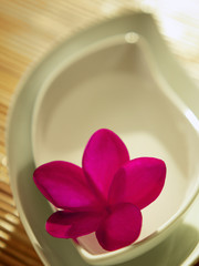 Single red plumeria flower in white dishes