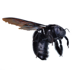  bumble bee isolated on white background