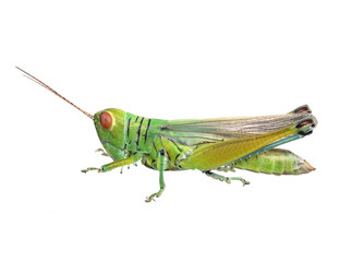 Grasshopper in front of white background