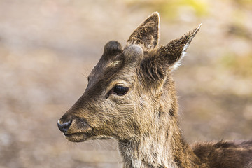 Primo piano di cervo