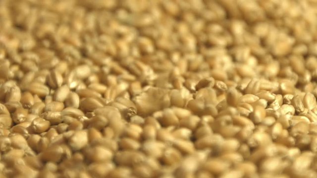 Wheat grains. 2 Shots. Slow motion. Vertical and horizontal pan. Close-up.