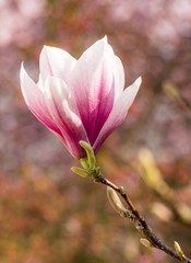 Fototapeta premium Magnolia Blossom