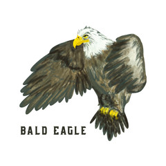 flying Bald eagle