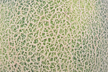 melon  background