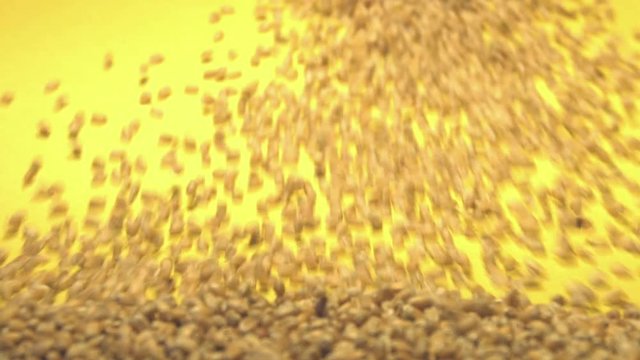 Wheat grains on a yellow background. 2 Shots. Slow motion. Vertical pan. Close-up.