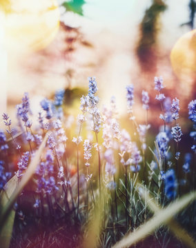 Soft focus on lavender flower, beautiful close up lavender flower on multicolored background. Selective focus