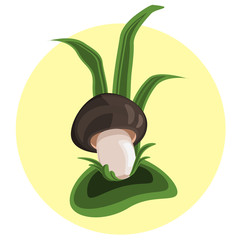 The fungus Agaricus on the Meadow under the grass