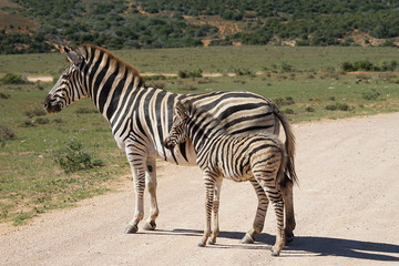 Fototapeta na wymiar Burchell's Zebra 