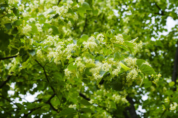 Linden flowers on a tree