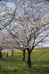 Fototapeta premium 晴れたの日の桜