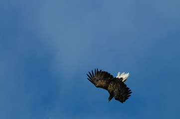 Sea Eagle in Flight