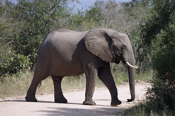 Fototapeta na wymiar Akfrikanischer Elefant Krüger National Park