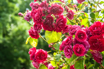 Obraz na płótnie Canvas Beautiful pink roses in garden