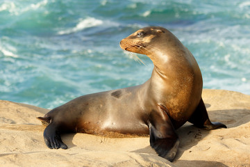 A Wile Seal Plays at La Jolla Cove on a Sunny Late Afternoon , San Diego, California, USA.