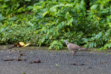 The little bird from Thailand or Streptopelia chinensis