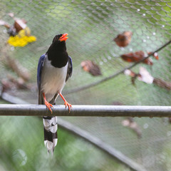 White bird with black head and red beak