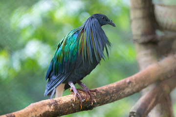 Caloenas nicobarica or exotic bird