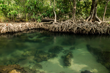 Amazing nature, Green water in the forest. Krabi, Thailand.
