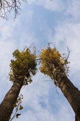 Trees