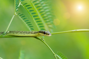 Close up of a Rough Green Snake in a tree